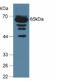 Western Blot; Sample: Mouse Serum.