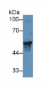 Western Blot; Sample: Porcine Skin lysate; Primary Ab: 1µg/ml Rabbit Anti-Human KRT17 Antibody Second Ab: 0.2µg/mL HRP-Linked Caprine Anti-Rabbit IgG Polyclonal Antibody