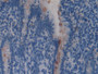 DAB staining on IHC-P; Samples: Rat Intestine Tissue;  Primary Ab: 10µg/ml Rabbit Anti-Rat REG4 Anti