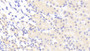 DAB staining on IHC-P; Samples: Mouse Kidney Tissue;  Primary Ab: 20μg/ml Rabbit Anti-Mouse VS Antibody Second Ab: 2µg/mL HRP-Linked Caprine Anti-Rabbit IgG Polyclonal Antibody 