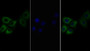 FITC staining on IF; Sample: Human Hela cell;  Primary Ab: 20μg/ml Rabbit Anti-Rat IL6R Antibody Second Ab: 1.5μg/ml FITC-Linked Caprine Anti-Rabbit IgG Polyclonal Antibody 