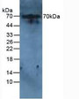 Western Blot; Sample: Rat Liver Tissue.