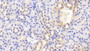 DAB staining on IHC-P; Samples: Mouse Kidney Tissue; Primary Ab: 20μg/ml Rabbit Anti-Rat bACE2 Antibody Second Ab: 2µg/mL HRP-Linked Caprine Anti-Rabbit IgG Polyclonal Antibody