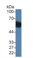 Western Blot; Sample: Mouse Liver lysate; Primary Ab: 1µg/ml Rabbit Anti-Mouse DBP Antibody Second Ab: 0.2µg/mL HRP-Linked Caprine Anti-Rabbit IgG Polyclonal Antibody