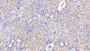 DAB staining on IHC-P. Samples: Human Tissue)