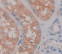 Selenoprotein P1, Plasma (Sepp1) Polyclonal Antibody, Cat#CAU25269