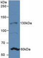 Western Blot; Sample: Rat Uterus Tissue.