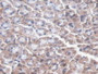 DAB staining on IHC-P; Samples: Mouse Stomach Tissue.