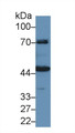 Western Blot; Sample: Porcine Kidney lysate; Primary Ab: 1µg/ml Rabbit Anti-Human HMWK Antibody Second Ab: 0.2µg/mL HRP-Linked Caprine Anti-Rabbit IgG Polyclonal Antibody