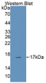 Western Blot; Sample: Recombinant protein.