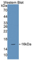 Western Blot; Sample: Recombinant protein.