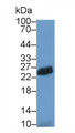 Western Blot; Sample: Rat Spleen lysate; Primary Ab: 2μg/ml Rabbit Anti-Human NCR2 Antibody; Second Ab: 0.2µg/mL HRP-Linked Caprine Anti-Rabbit IgG Polyclonal Antibody;