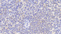 DAB staining on IHC-P; Samples: Human Spleen Tissue;  Primary Ab: 20μg/ml Rabbit Anti-Human SIGLEC7 Antibody Second Ab: 2µg/mL HRP-Linked Caprine Anti-Rabbit IgG Polyclonal Antibody 