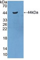 Western Blot; Sample: Recombinant SAA2, Mouse.