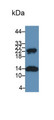 Western Blot; Sample: Recombinant protein.