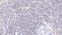DAB staining on IHC-P; Samples: Human Spleen Tissue; Primary Ab: 20μg/ml Rabbit Anti-Human SIGLEC7 Antibody Second Ab: 2µg/mL HRP-Linked Caprine Anti-Rabbit IgG Polyclonal Antibody