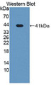Western Blot; Sample: Recombinant IRF8, Mouse.
