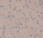 Transglutaminase 1 (Tgm1) Polyclonal Antibody, Cat#CAU25332