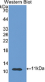 Western Blot; Sample: Recombinant protein.