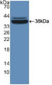 Western Blot; Sample: Recombinant MVP, Mouse.