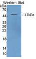 Western Blot; Sample: Recombinant protein.