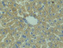 DAB staining on IHC-P; Samples: Mouse Liver Tissue; Primary Ab: 10µg/ml Rabbit Anti-Mouse HMGCS Antibody Second Ab: 2µg/mL HRP-Linked Caprine Anti-Rabbit IgG Polyclonal Antibody