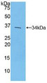 Western Blot; Sample: Recombinant IRF4, Mouse.