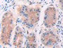 DAB staining on IHC-P; Samples: Human Stomach Tissue; Primary Ab: 30µg/ml Rabbit Anti-Human GRIP1 Antibody Second Ab: 2µg/mL HRP-Linked Caprine Anti-Rabbit IgG Polyclonal Antibody