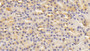 DAB staining on IHC-P; Samples: Canine Kidney Tissue;  Primary Ab: 10μg/ml Rabbit Anti-Canine TNFSF13 Antibody Second Ab: 2µg/mL HRP-Linked Caprine Anti-Rabbit IgG Polyclonal Antibody 