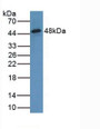 Western Blot; Sample: Mouse Pancreas Tissue.