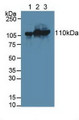 Western Blot; Sample: Lane1: Human Hela Cells; Lane2: Mouse Spleen Tissue; Lane3: Mouse Pancreas Tissue.