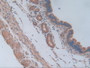 DAB staining on IHC-P; Samples: Mouse Uterus Tissue.