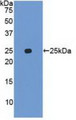 Western Blot; Sample: Recombinant UBD, Human.