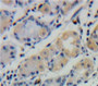 Used in DAB staining on fromalin fixed paraffin-embedded Stomach tissue