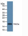 Western Blot; Sample: Recombinant UGCG, Human.