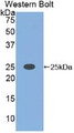 Western Blot; Sample: Recombinant protein.