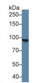 Western Blot; Sample: Human K562 cell lysate; Primary Ab: 2µg/ml Rabbit Anti-Human STAT5A Antibody Second Ab: 0.2µg/mL HRP-Linked Caprine Anti-Rabbit IgG Polyclonal Antibody