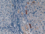 DAB staining on IHC-P; Samples: Human Liver Tissue; Primary Ab: 10µg/ml Rabbit Anti-Human CASP4 Antibody Second Ab: 2µg/mL HRP-Linked Caprine Anti-Rabbit IgG Polyclonal Antibody
