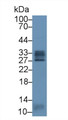 Western Blot; Sample: Human Lung lysate; Primary Ab: 2µg/ml Rabbit Anti-Human CLEC13A Antibody Second Ab: 0.2µg/mL HRP-Linked Caprine Anti-Rabbit IgG Polyclonal Antibody