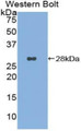 Western Blot; Sample: Recombinant protein.