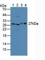 Western Blot; Sample: Lane1: Mouse Lung Tissue; Lane2: Mouse Testis Tissue; Lane3: Mouse Cerebellum Tissue; Lane4: Rat Testis Tissue.