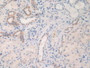 DAB staining on IHC-P; Samples: Human Kidney Tissue.