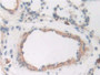 DAB staining on IHC-P; Samples: Rat Trachea Tissue; Primary Ab: 10µg/ml Rabbit Anti-Rat CD163 Antibody Second Ab: 2µg/mL HRP-Linked Caprine Anti-Rabbit IgG Polyclonal Antibody