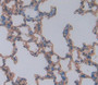 Used in DAB staining on fromalin fixed paraffin- embedded Kidney tissue