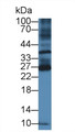 Western Blot; Sample: Mouse Spleen lysate; Primary Ab: 2µg/ml Rabbit Anti-Mouse BTLA Antibody Second Ab: 0.2µg/mL HRP-Linked Caprine Anti-Rabbit IgG Polyclonal Antibody