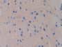 DAB staining on IHC-P; Samples: Mouse Cerebrum Tissue; Primary Ab: 30µg/ml Rabbit Anti-Mouse FDFT1 Antibody Second Ab: 2µg/mL HRP-Linked Caprine Anti-Rabbit IgG Polyclonal Antibody