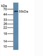 Western Blot; Sample: Rat Liver Tissue.