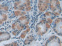 DAB staining on IHC-P; Samples: Mouse Stomach Tissue; Primary Ab: 20µg/ml Rabbit Anti-Mouse MyD88 Antibody Second Ab: 2µg/mL HRP-Linked Caprine Anti-Rabbit IgG Polyclonal Antibody