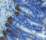 Defensin Alpha 1, Neutrophil (Defa1) Polyclonal Antibody, Cat#CAU25461