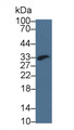 Western Blot; Sample: Mouse Placenta lysate&lt;br/&gt;Primary Ab: 1µg/ml Rabbit Anti-Mouse GYPA Antibody&lt;br/&gt;Second Ab: 0.2µg/mL HRP-Linked Caprine Anti-Rabbit IgG Polyclonal Antibody&lt;br/&gt;